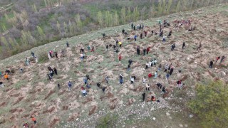 3 bin fidanı toprakla buluşturan büyükşehirden ‘Gesi Ağaçlandırma Şenliği