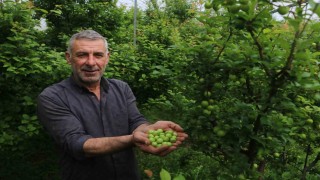 4 bin metrekare serasında turfanda can eriği üreten çiftçi: Ben isterdim ki köyümde 50 tane daha böyle sera olsun