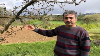 65 dekarlık bahçesindeki ağaçları zarar gören Amasyalı çiftçi: Ürünlerimiz dondu, hayallerimiz kayboldu
