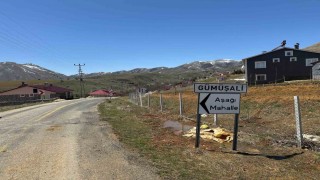 72 yaşındaki adamın ölümüne neden olan köpekler sahipli çıktı