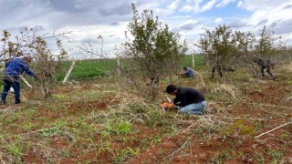 AB tescilli Suruç narında budama sezonu başladı
