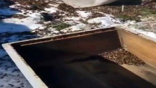 Aç Kalan Ayılar Arı Kovanlarını Parçaladı