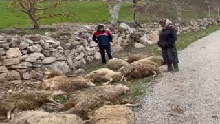 Aç kalan kurtlar 22 kurbanlık kuzuyu telef etti