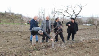 Aç kalan tavşanlar fidanları kemirdi