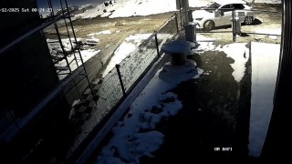 Aç kalan tilki Bolu sokaklarına indi