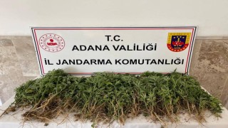 Adanada 712 kök Hint keneviri ele geçirildi