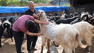Adana'da Baharın Gelmesiyle Küçükbaş Hayvanlarda Kırkım Mesaisi Başladı