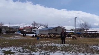 Adilcevazda besicilere kar sürprizi
