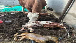 Adıyamanda milyonda bir görülen ikiz buzağı doğumu gerçekleşti