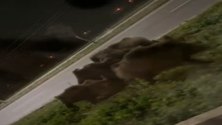 Afyonkarahisarda şehir merkezinde domuz sürüsü görüldü
