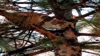 Ağaçta mahsur kalan kedi ekipler tarafından kurtarıldı