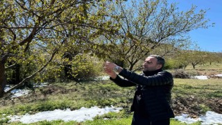 Akçadağda zirai don kayısıyı vurdu