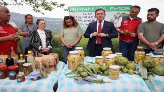 Akçapınarda ‘Hibrit Enginar Hasadı Tarla Günü düzenlendi
