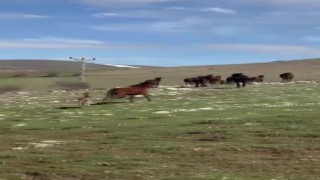 Akdağda yılkı atları araçların önüne çıktı, sürüdeki taylar da görüntülendi