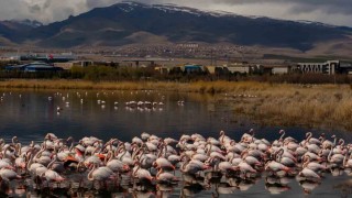 Akkaya Barajı flamingoların gelişi ile görsel şölen sunuyor