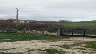 Akpınar halkı başıboş köpeklerden tedirgin