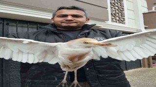 Aksekide yaralı Sığır Balıkçıl kuşu bulundu