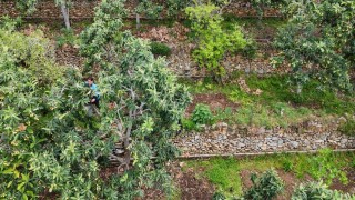 Alanyada muşmula hasadı başladı
