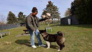 Almanyada köpek vergileri 2025 yılında arttı