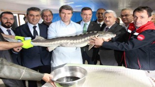 Amasyada bu yıl 300 bin Mersin balığı üretimi planlanıyor: ‘Siyah incinin kilosu 2 bin dolar