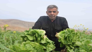 Amik Ovasında yaşanan kuraklık marul hasadında verimi olumsuz etkiledi