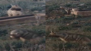 Anadolunun sessiz gece bekçisi, çizgili sırtlan görüntülendi