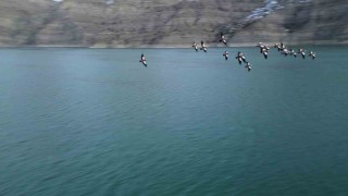 Angıt kuşları, Tortum Gölünü mesken tuttu