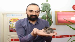 Anne kedi yavrusunu çekmecede doğurdu