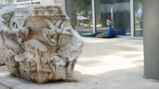 Antalya Arkeoloji Müzesinin renkli nöbetçileri tavus kuşları