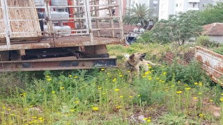 Antalyada tüp kamyonuna zincirle bağlanıp bakımı ihmal edilen köpeğe polis sahip çıktı