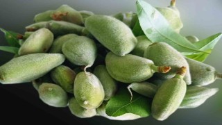 Arabanda erkenci bademin ilk mahsulleri dallarından toplandı