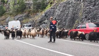 Artvinde yaylaya giden koyun sürüsü karayolunu işgal etti