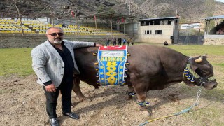 Artvinli Fenerbahçe taraftarından Ali Koça boğalı destek