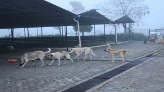 Aydında başıboş köpekler hayvan pazarını mesken tuttu