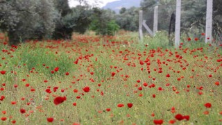 Aydında gelincikler görsel şölen sunuyor