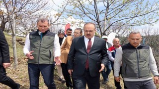 Aydında Kestane zararlısına karşı biyolojik mücadele