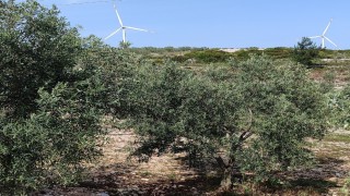 Aydında zeytin bahçeleri denetlendi
