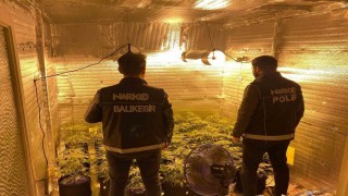 Ayvalıkta uyuşturucu operasyonunda 28 kök kenevir ele geçirildi