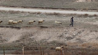 Baharın gelişiyle Diyadinde koyunlar yeniden yola koyuldu