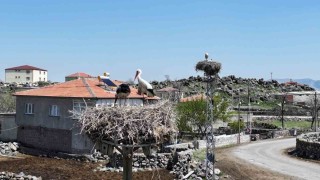 Baharın habercisi leylekler Hürmetçi Sazlığına geldi