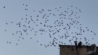 Baharın müjdecisi sığırcık kuşları Yüksekova semalarında