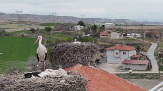 Baharın müjdeleyicisi leylek ve flamingolar Sarıyar Barajı kıyılarına ulaştı