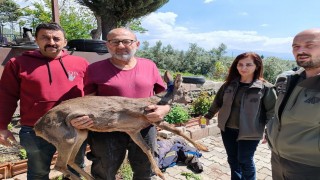 Bahçesinde bulduğu yaralı yavru karacayı ekiplere teslim etti