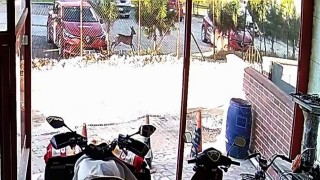 Bahçesindeki karacayı görünce hayrete düştü