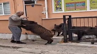 Bahçeye giren domuzları ekmek vererek uzaklaştırdı