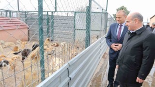Bakan Yardımcısı Aktaş: Sokak hayvanları ülkemizin olumsuz gündem maddelerinden biri