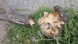 Bandırmada fırtına hayatı olumsuz etkiledi