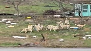 Başıboş sokak köpekleri Sazovada korku saçıyor
