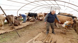 Başiskeledeki kurbanlık satış yerinde hazırlıklar tamam