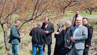 Baskilde dondan etkilenen meyve bahçelerinde inceleme